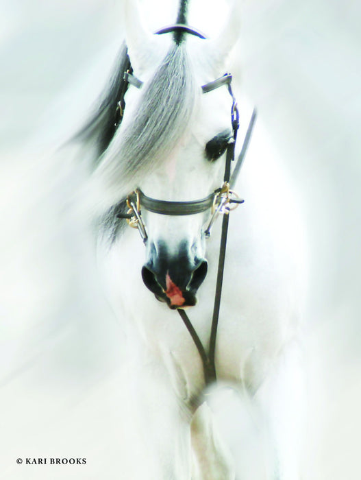Framed - Dream Horse By Kari Brooks - Pearl Silver