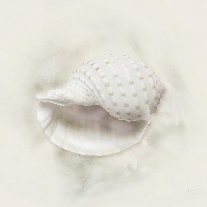 Soft Sand And Shell Iv By Susan Jill - Beige